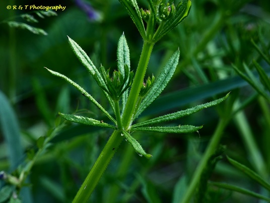 {Galium aparine}